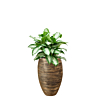 capi aglaonema goud