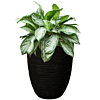 Aglaonema in pot met waterbuffer