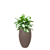 capi aglaonema taupe