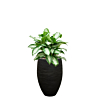 capi aglaonema zwart