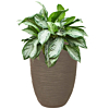 Aglaonema in pot taupe met waterbuffer