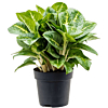 Aglaonema Lemon Mint planten op kantoor 