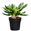Aglaonema 'Madonna'