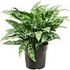 Aglaonema maria, top 10 kantoorplanten