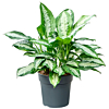 Aglaonema Pattaya beauty