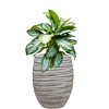 hoge bloempot met aglaonema