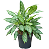 Aglaonema Silver Queen kantoorplant