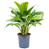 Aglaonema 'Stripes'