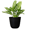 Aglaonema plantjes in zwarte pot