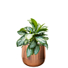 plant voor kantoor in pot