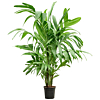 Areca triandra grote kamerplant