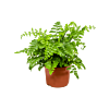 Asplenium nidus 'Parvati' (Nestvaren Parvati)