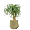 kantoorbeplanting met pot