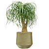 kantoorbeplanting met pot