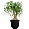 binnenplant op kantoor met pot