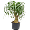 beaucarnea binnenplant