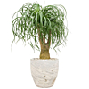 Olifantenpoot planten in pot