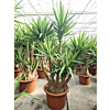 Yucca elephantipes