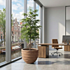 Bucida buceras grote boom kantoorbeplanting