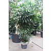 Rhapis excelsa