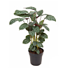 plant voor op het kantoor