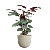 kantoorplant in pot