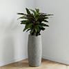calathea in hoge pot