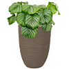 calathea in taupe pot met waterreservoir