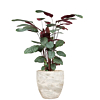 mooie kamerplant in pot