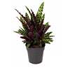 calathea planten voor kantoor