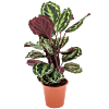 Calathea Medaillion
