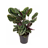 Calathea Medaillon kantoorbeplanting 