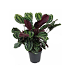 calathea plant voor kantoor 