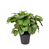 Calathea Orbifolia grote bladeren