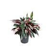 Calathea Stromante Triostar