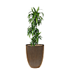 grote dracaena in bloempot capi goud