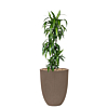 grote dracaena in bloempot capi taupe