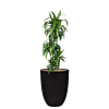 grote dracaena in bloempot capi zwart
