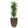 capi pot met dracaena in pot goud