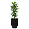 capi pot met dracaena in pot zwart