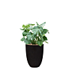 Monstera in capi pot zwart