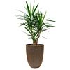 yucca in capi pot goud
