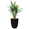 yucca in capi pot zwart