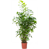 Caryoto grote kantoorpalm