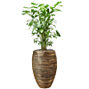 Groene palm in hoge gouden pot