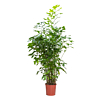 caryota kantoorpalm