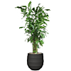 caryota mitis in pot zwarte pot