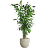 Grote palm in beige pot 