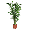 kantoorpalm