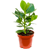 Goedkope kamerplanten - clusia